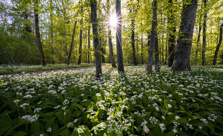 Natur
